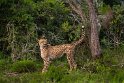 104 Port Elizabeth, Pumba Private Game Reserve, Zuid-Afrika